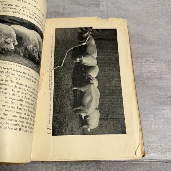 Lippincott's Farm Manuals Productive Swine Husbandry G. E.‎ Day 1913 Pigs Book - Picture 9 of 16